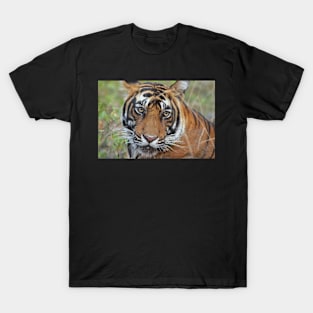 Tiger Portrait T-Shirt